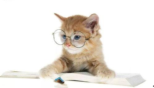 娱乐吃瓜君猫咪,揭秘娱乐圈的萌宠生活